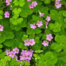 thumbnail for publication: Oxalidaceae